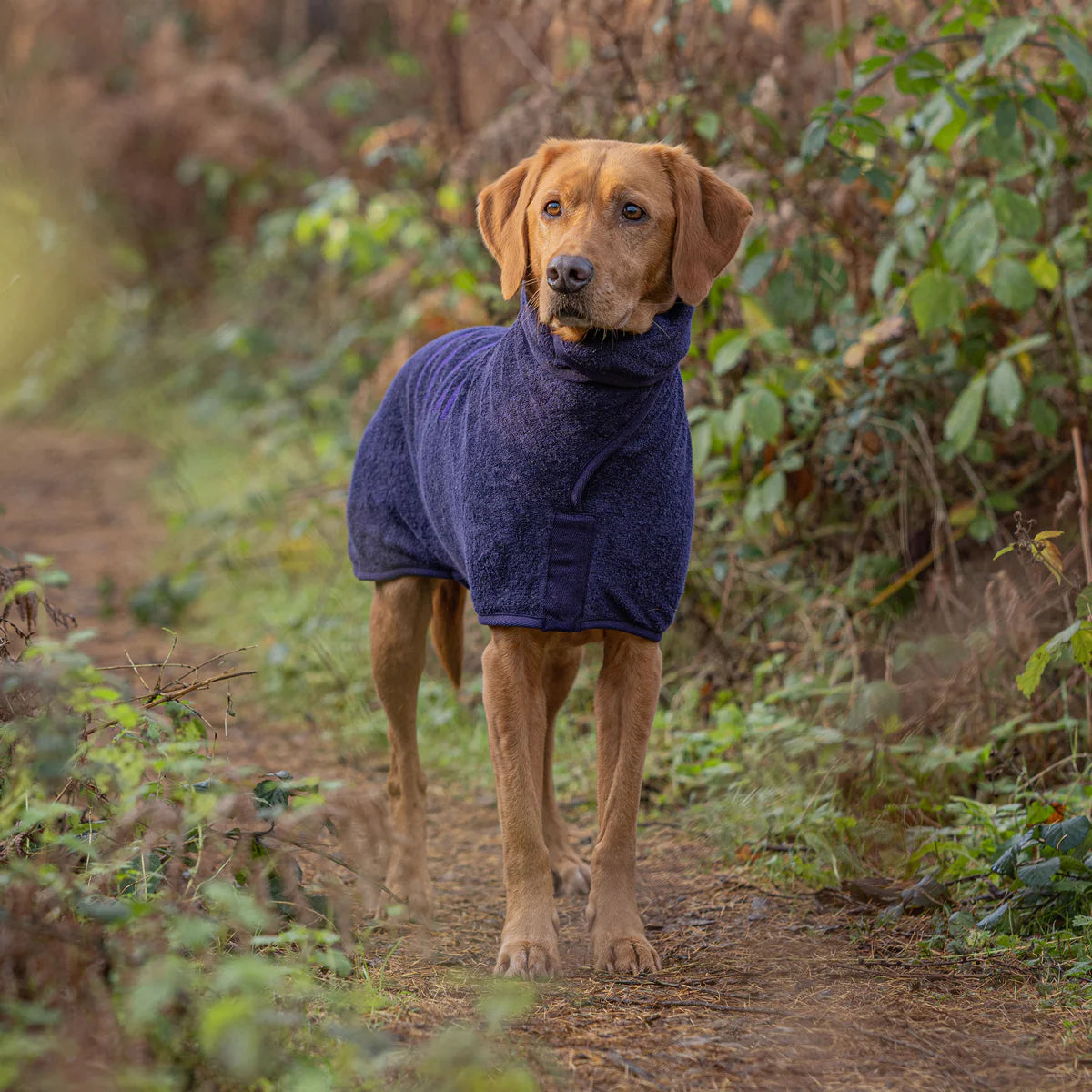 Dog drying coat Blackberry
